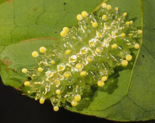 Minacraga sp.